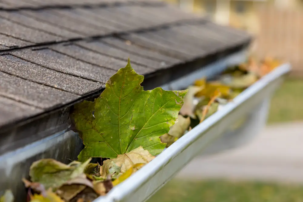 Close-up of a gutter obstructed by dead leaves.